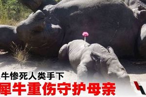 母犀牛慘死盜獵者手下‧小犀牛重傷守護母親