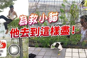 為救小貓,他去到這樣盡！「救貓哥」獲不少網民大贊!