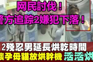母貓被活活烘死!網民大力討伐!警方正追蹤2嫌犯下落!