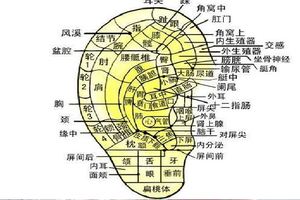 身體上的疾病，每天這樣揉揉耳朵就能緩解！建議收藏