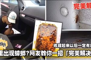 車裡出現蟑螂？網友教你一招「完美解決」！收藏起來以後一定有用到！