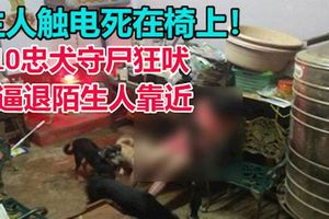 主人觸電死在椅上！10忠犬守屍狂吠逼退陌生人靠近