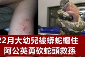 22月大幼兒被蟒蛇纏住阿公英勇砍蛇頭救孫