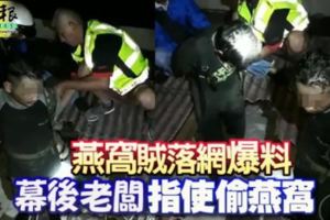燕窩賊落網爆料「幕後老闆」指使偷燕窩！