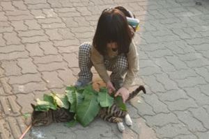 小女孩看到喵星人趴在大街上睡午覺後馬上跑過去，接著鏡頭拍到的超萌畫面讓大家都笑了！