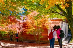 火紅楓葉接力到11月底　台中賞楓秘境「現在紅得最好看」