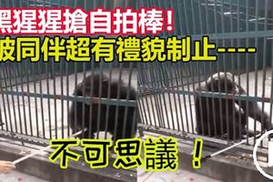 不可思議！黑猩猩搶人類自拍棒！被同伴超有禮貌制止物歸原主！
