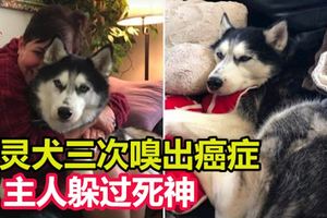 靈犬三次嗅出癌症主人躲過死神追捕