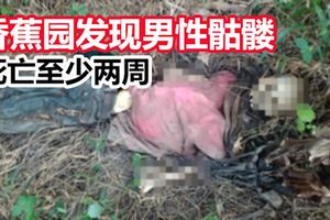 死亡至少兩周香蕉園發現男性骷髏