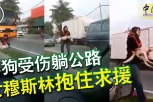 小狗受傷躺公路女穆斯林抱住求援