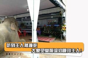 【大象哭了】聽到主人被車撞死大象掙脫繩子棺前跪拜主人！