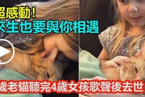 超感動！「來生也要與你相遇」！14歲老貓聽完4歲女孩歌聲後去世！