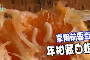新春將至吃年柑，年柑甜甜，連白蛆也愛，可要留心啊！