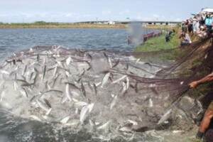虱目魚遇寒流暴斃 謝龍介說太冷這裡變硬然後就死掉了