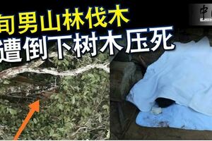 6旬男山林伐木遭倒下樹木壓死