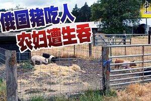 俄羅斯發生駭人聽聞的豬吃人案！56歲農婦倒在自家豬圈，慘被豬群咬死，頭部更遭啃食。