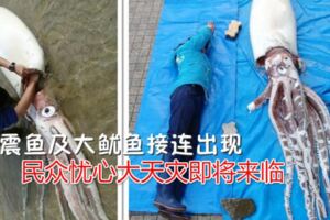 地震魚及大魷魚接連出現民眾憂心大天災即將來臨