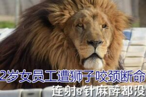 連射8針麻醉都沒用22歲女員工遭獅子咬頸斷命