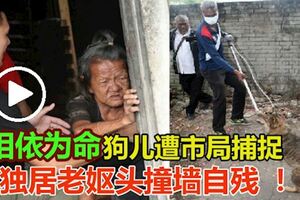 相依為命狗兒遭市局捕捉，獨居老嫗頭撞牆自殘！