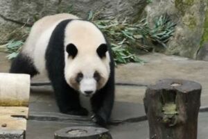 高雄將迎接貓熊 陸委會：無政治前提都歡迎