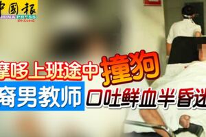 騎摩哆上班途中撞狗華裔男教師口吐鮮血半昏迷