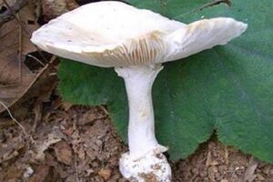 別亂摘！老婦誤採「這野菇」煮熟吃下器官衰竭死亡