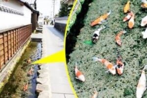 日本路邊水溝居然有鯉魚在游泳！「水質乾淨到不行」跟台灣完全是天地之別！