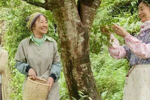 日本有個小鎮，一群老人靠撿樹葉年入千萬，為最環保的小鎮