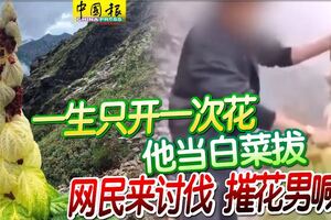 一生只開一次花他當白菜拔網民來討伐摧花男喊告