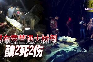 國慶晚瀑布露營遭遇橫禍，大樹倒下壓毀天倫！釀2死2傷慘劇！