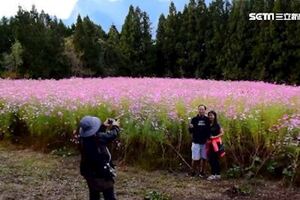 影/花比人高！波斯菊花海考驗拍照技巧。人一靠近宛如走進「小人國」一般