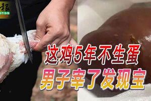 不會下蛋的母雞竟然是金雞母！這雞5年不生蛋，男子宰了發現寶！