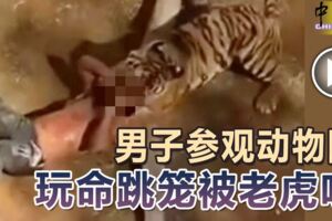 男子參觀動物園-玩命跳籠被老虎咬