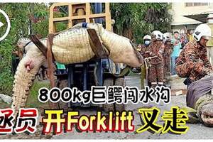 800kg巨鱷闖水溝消拯員開Forklift叉走