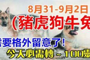 8月31日-9月2日（豬虎狗牛兔）需要格外留意了，今天必須轉