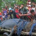 孕婦被6米鱷魚吞食，丈夫殺鱷魚報仇，殺死鱷魚後大家都驚呆了！