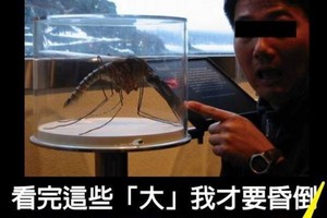 世界紀錄「巨型」的種種動物！看完才真正了解什麼是大！