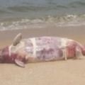 南丫島海灘發現中華白海豚屍體懷有小海豚