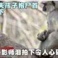 母猴痛失孩子抱屍首不願放下攝影師淚拍下令人心碎畫面!