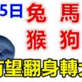 1月25日生肖運勢_兔、馬、虎大吉