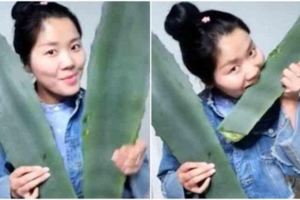 26歲直播主直播「吃比臉還大片的蘆薈」沒想到咬了３口就中毒送醫！網友：明就差很多．．．
