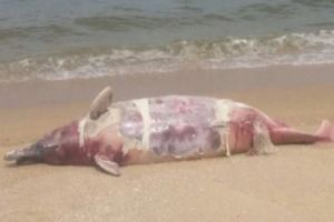 南丫島海灘發現中華白海豚屍體懷有小海豚