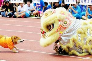 校犬誤以為有危險生物入侵　衝上前擋住舞獅：不准泥靠近學生～
