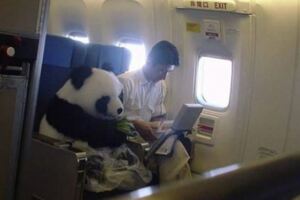 10張「一看不要緊，再看笑死你」的動物照片，還有「熊貓」也能搭飛機！？每一張都有爆笑點，你看出來了嗎？