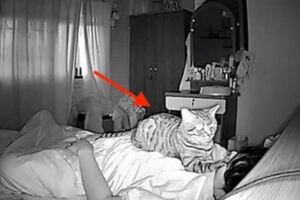 睡醒都會胸悶！　監視器拍到「超危險目光」網狂笑：會被幹掉