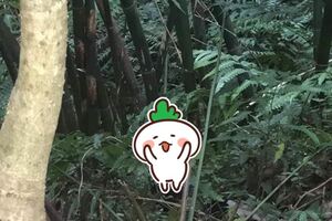 上山泡茶巧遇嬌客，身形優美、行動優雅！網友直呼：太幸運了，遇到國寶啊！