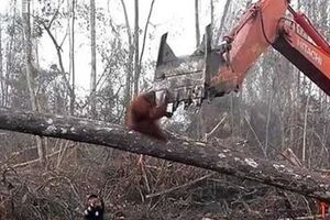 最悲慘畫面！紅毛猩猩為保家園奮身阻擋挖土機