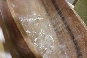 在知名家飾賣場買了原木木製品，回家後卻發現一直生出白色粉末和小圓洞，這到底是什麼？