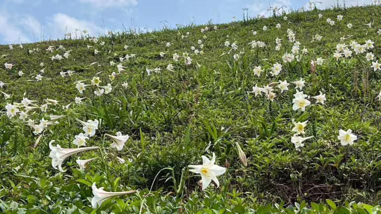 預計花期將持續至5月中旬,請民眾把握時間。(圖/北觀處提供) 預計花期將持續至5月中旬,請民眾把握時間。(圖/北觀處提供)