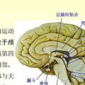 小腦萎縮後：症狀分析及小腦作用講解